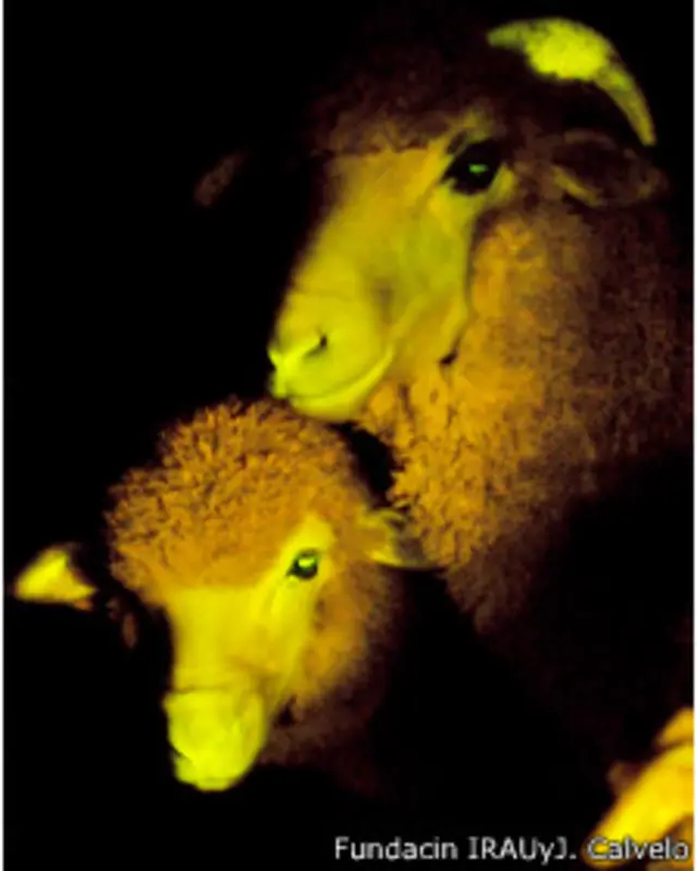 Ovejas transgénicas