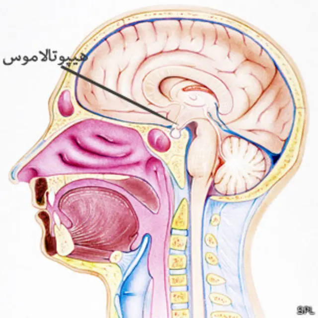 هیپوتالاموس بجز تنظیم هورمونهای هیپوفیز، گرسنگی، خواب و دمای بدن را هم تنظیم می‌کند