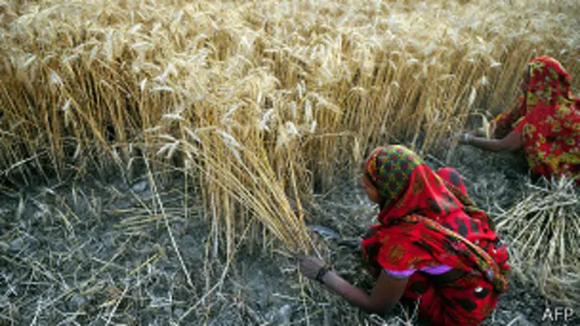 बिहार में शौचालयों के अभाव में महिलाएं खेतों में शौच जाने को मजबूर हैं