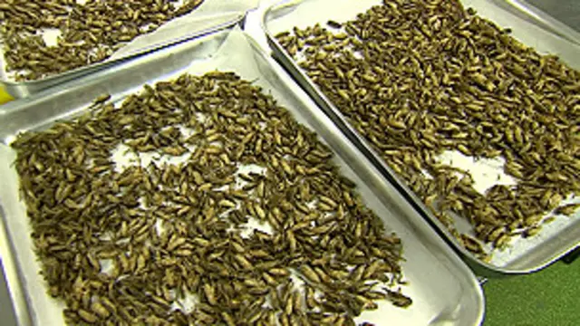 Insectos comestibles