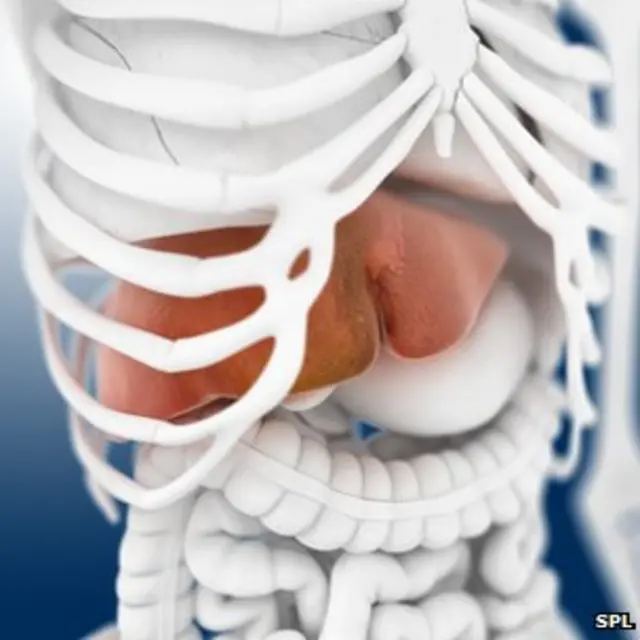 الكبد يخلص الجسم من السموم