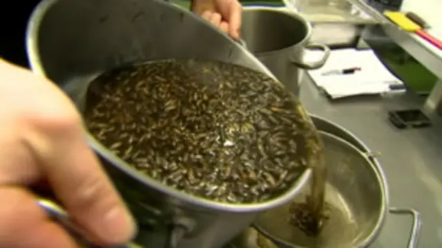 Segundo chef Josh Evans, petisco é 'delicioso e crocante'