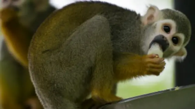 Mono Ardilla. Archivo