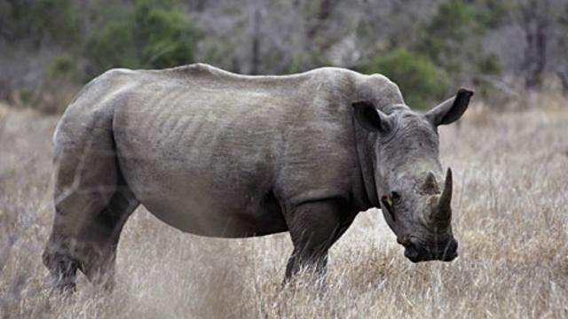 Tê giác ở Kruger