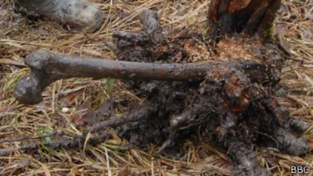 После войны некоторые деревья сажали поверх убитых солдат