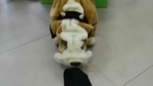 Cãozinho Shuntaro 'desmaia' dianteesporte da sorte plinkochulés fortes