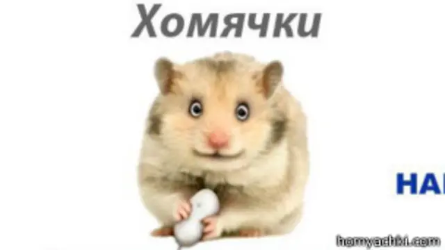 Организация "Хомячки"