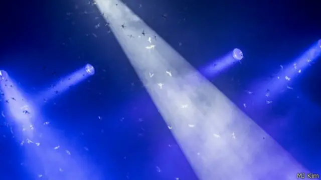 Los grillos invasores (MJ Kim-MPL)