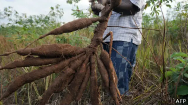 Plantação de mandioca na África (AFP)