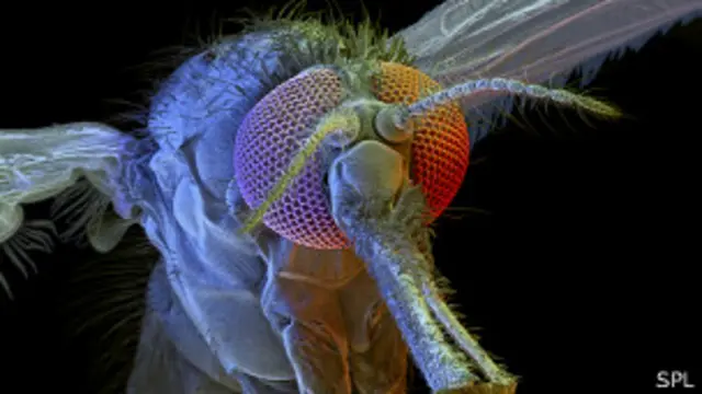 Mosquito malaria