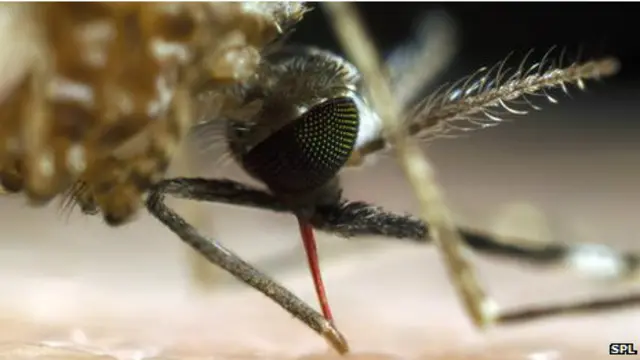 Mosquito de la malaria