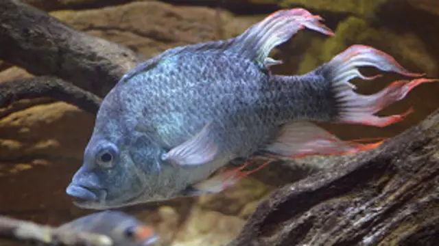 ikan Mangarahara cichlid