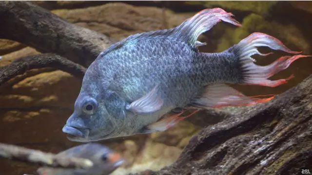 رپورٹ کے مطابق تازہ پانیوں کے جانداروں کی آبادی میں سب سے زیادہ 76 فی صد کی کمی واقع ہوئی ہے