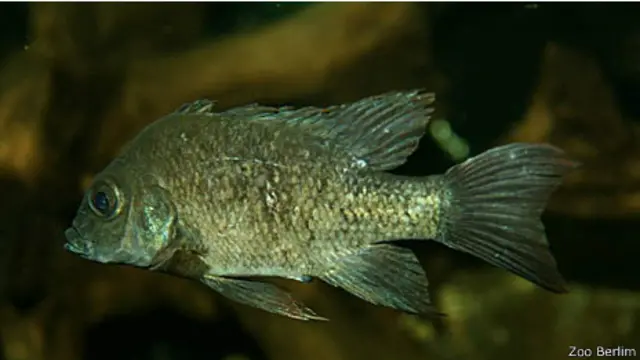 Fêmea da espécie "Ptychochromis insolitus" (Foto: Zoológico de Berlim)