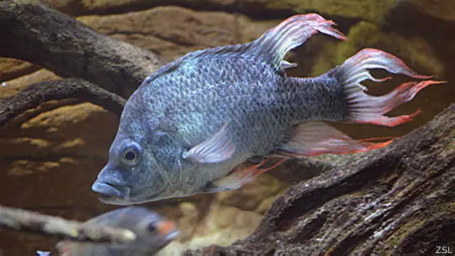 Ptychochromis insolitus (Foto: Zoological Society of London)