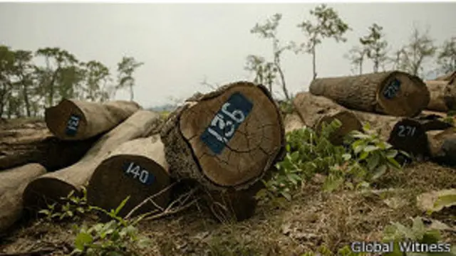 Global Witness cáo buộc Hoàng Anh Gia Lai phá rừng trồng cao su ở Campuchia.
