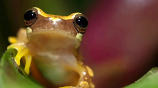 تنوع البيئة