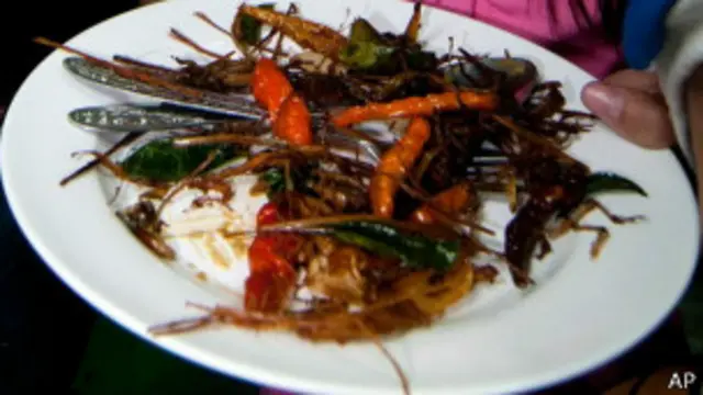 Тарелка с насекомыми