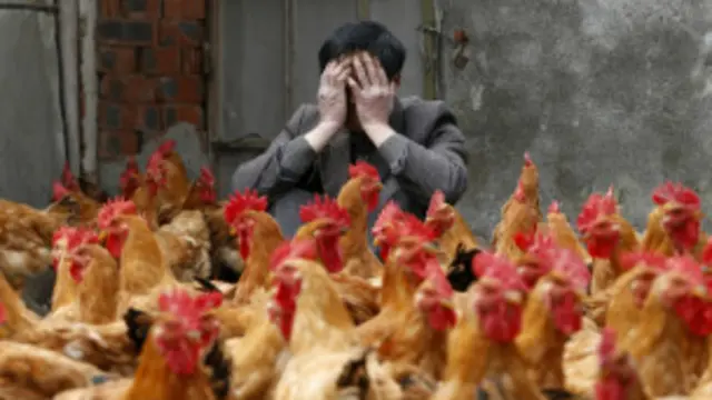 انفلونزا الطيور عادت الى الصين