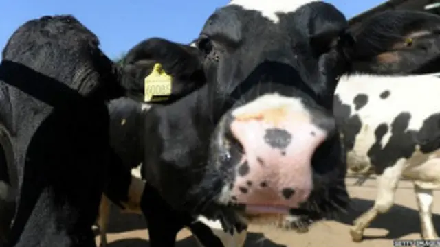 تشتهر كاراتينغا بتربية الماشية