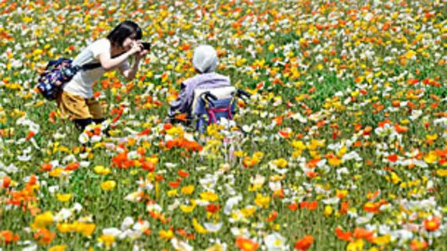 Foto a anciana en campo de amapolas