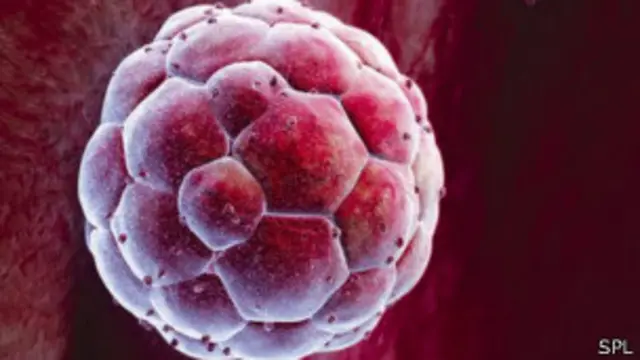 Зародышевый пузырек