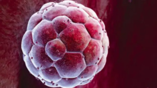 جنين في المراحل الأولى من التكون