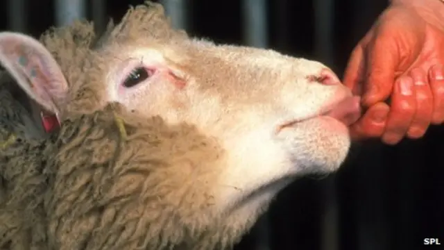 اعتبر استنساخ النعجة دولي علامة بارزة في المجال الطبي