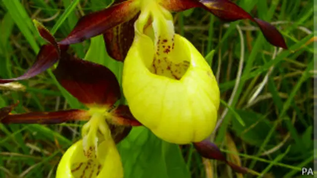 Orquídeas sapatinho-de-dama / PA