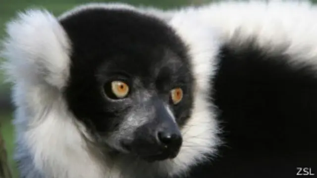 Lemur