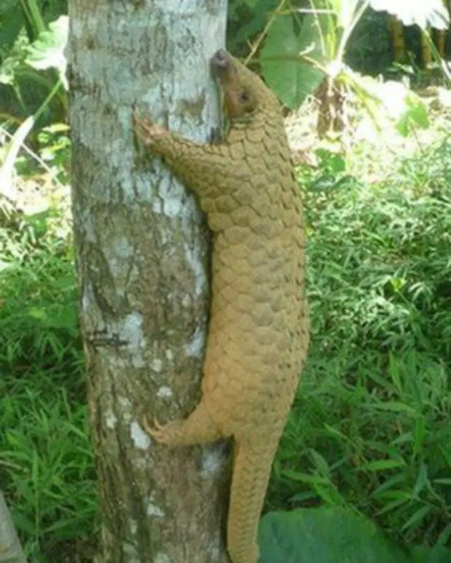 Pangolin