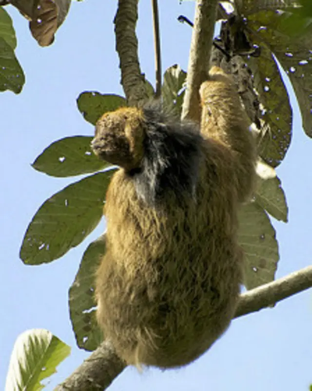 Bicho-preguiça de coleira (foto: Paulo B. Chaves)