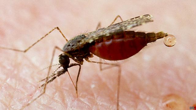 Mosquito portado de la malaria