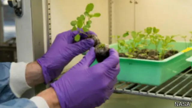 Planta de Arabidopsis thaliana