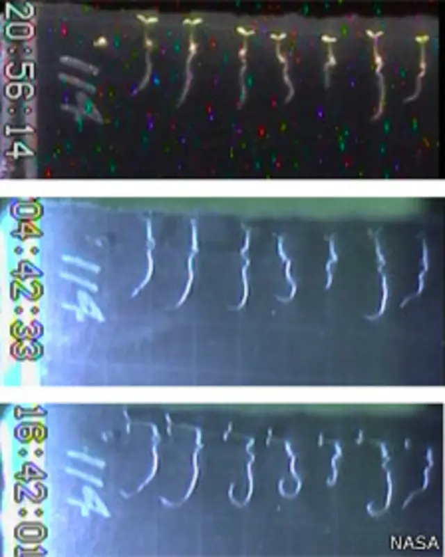 Plántulas de Arabidopsis thaliana