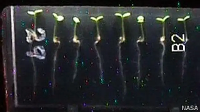 Plántulas de Arabidopsis thaliana