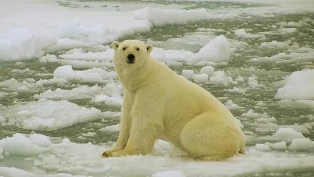Oso polar