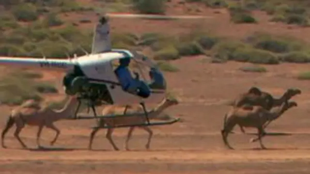 नुकसान की वजह से ऊंट को किसान मार भी देते हैं लेकिन जानवरों के लिए काम करने वाली संस्था ने इसका विरोध किया है