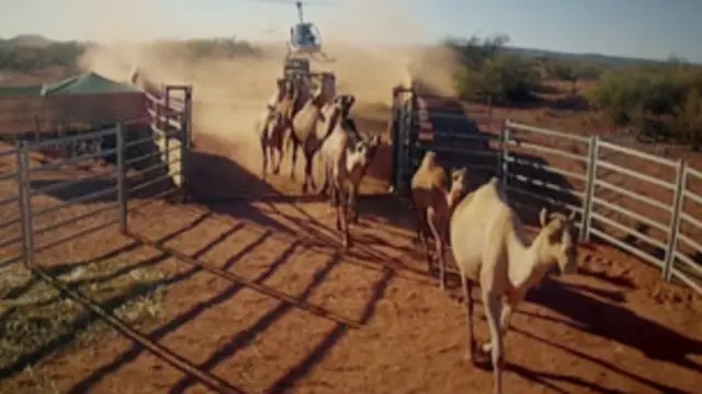 वन्य जीवों के लिए प्रसिद्ध ऑस्ट्रेलिया में ऊंटों को एक जगह इकट्ठा करने के लिए हेलीकॉप्टर का सहारा लिया जाता है