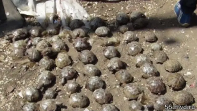 Из 80 найденных черепах живыми были только девять