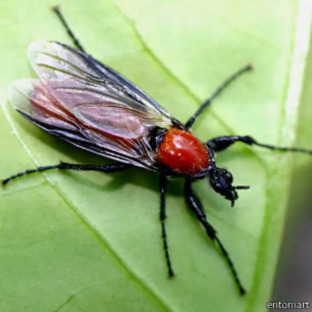 Комар-толстоножка, фото: @entomart