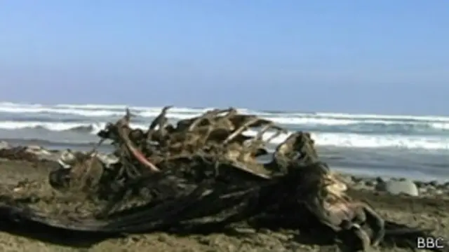 Animais marinhos mortos | Foto: BBC