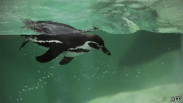 Pingüino Humboldt nada bajo el agua