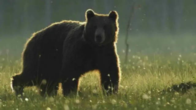 Карпатський бурий ведмідь