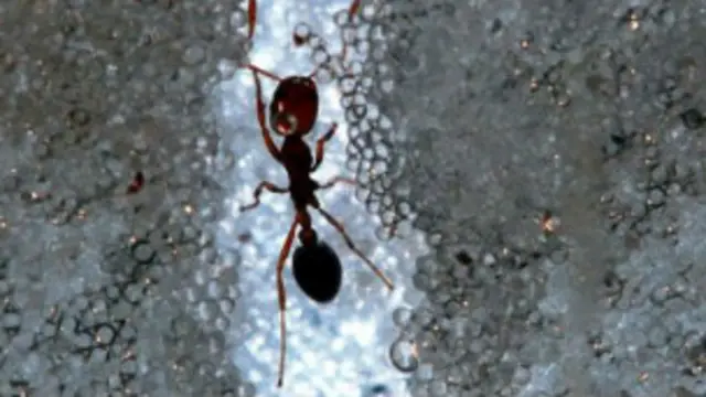 चीटियां बालू और मिट्टी में तेजी से सुरंग बनाती है.