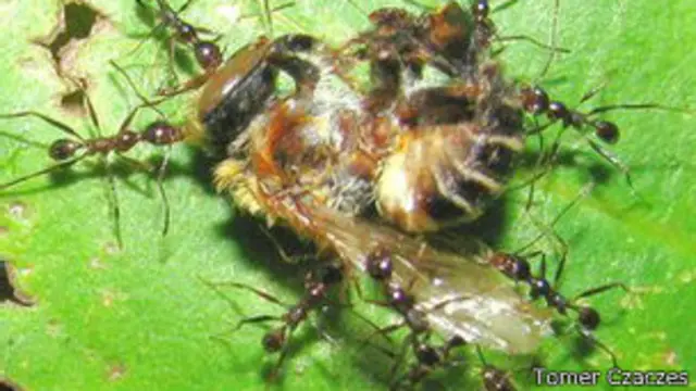 Un grupo de hormigas acarrea el cadaver de una avispa sobre el fondo verde de una hoja
