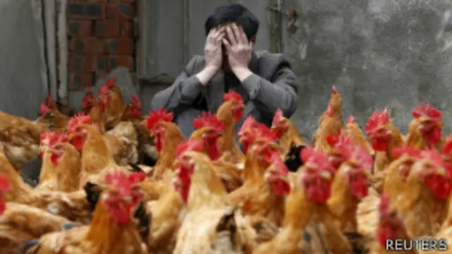 Chinese breedr covers hmis face as he sits in behind his chickens