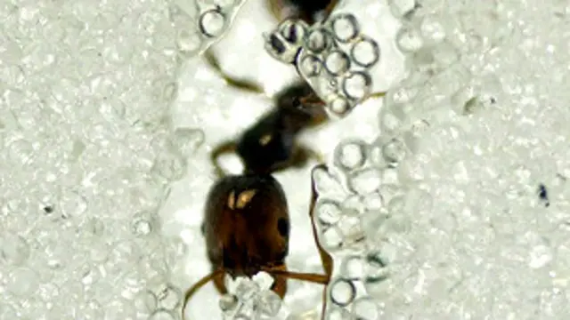 formiga (crédito: Georgia Tech)