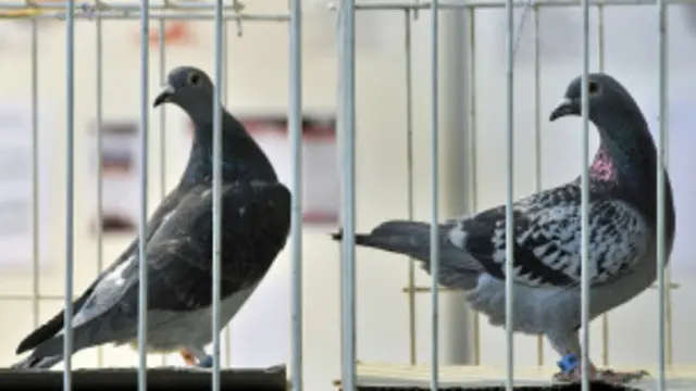 تېر کال برتانیا کې یوه کوتره د ۱۶۰۰۰ ډالرو په بدل کې پلورل شوې وه.