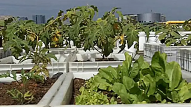 Horta já ocupa mil metros quadrados do telhado do Shopping Eldorado (BBC)